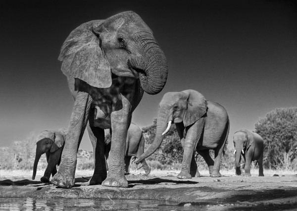 Au pied des éléphants - Anne-Marie Etienne